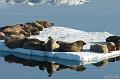 ArcticQ_20080903_145842_221_2X