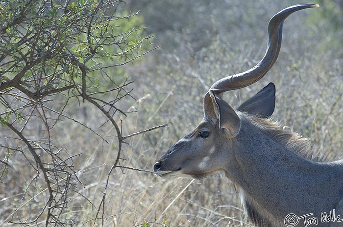 Africa_20081029_024654_292_2X.jpg - Tired of aerobatics, the kudu is now content to browse in the shady thicket.  Madikwe Reserve, South Africa.