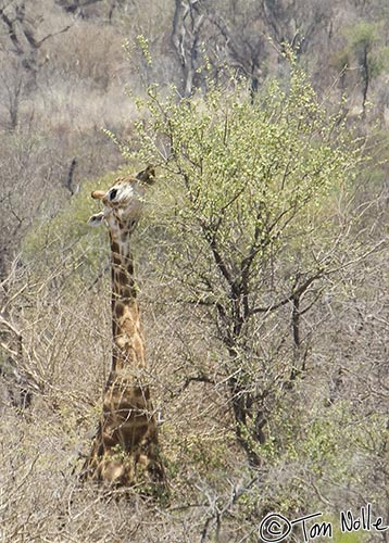 Africa_20081029_063246_311_2X.jpg - The giraffe is ideally equipped to get to high, tender, leaves.  Madikwe Reserve, South Africa.