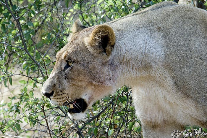Africa_20081030_015958_792_2X.jpg - This older female is a sister to both the other lions; family groups like this are not uncommon when the male is young.  Madikwe Reserve, South Africa.