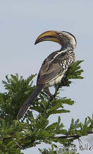Africa_20081030_024112_864_2X.jpg - A yellow hornbill in a tree in Madikwe Reserve, South Africa.