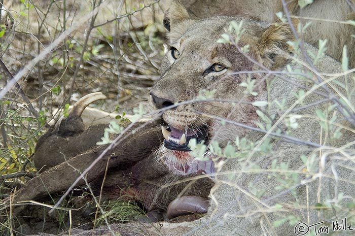 Africa_20081030_110134_208_2X.jpg - This lioness doesn't want anyone sharing the wart hog, even if she and the male aren't all that hungry.  Madikwe Reserve, South Africa.