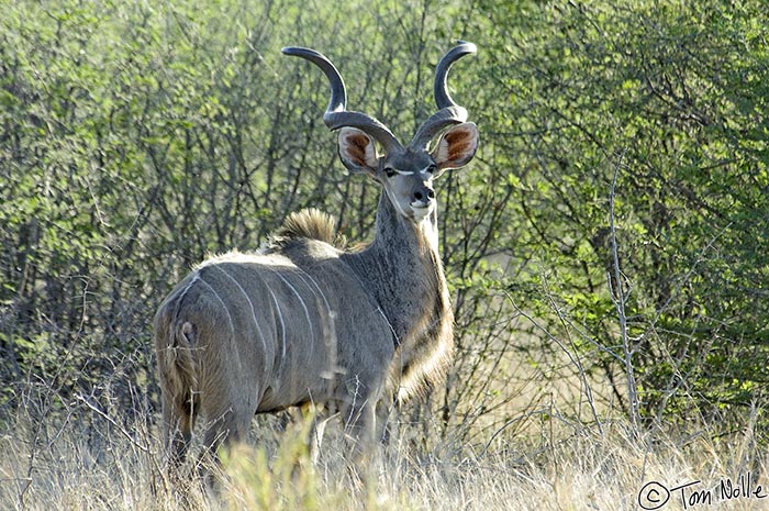 Africa_20081031_111110_670_2X.jpg - A male kudu in his prime looks back to decide whether to stay and browse or move away.  Madikwe Reserve, South Africa.