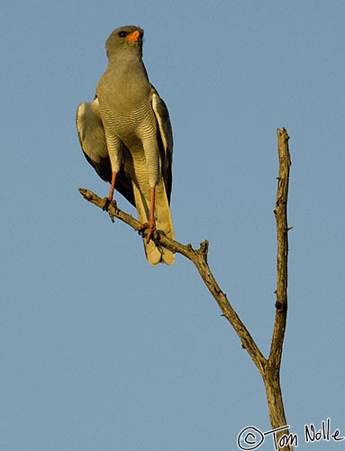 Africa_20081031_121220_708_2X.jpg - As the day ends, this goshawk manages to find a nice perch and capture some really good light.  Madikwe Reserve, South Africa.