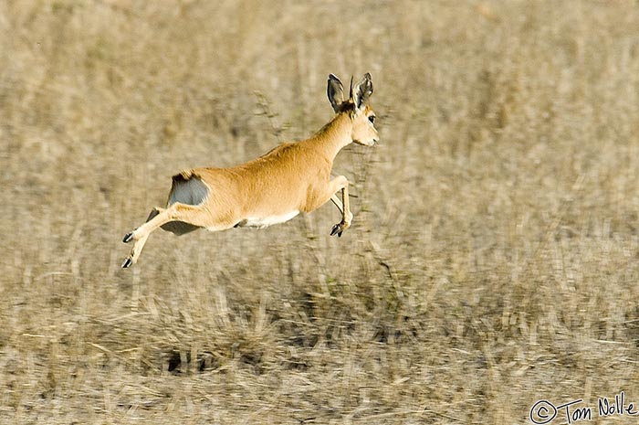Africa_20081101_103818_926_2X.jpg - A steenbok, as a small antelope, isn't happy to see much of anything.  Running away is always smart.  Londolozi Reserve, South Africa.