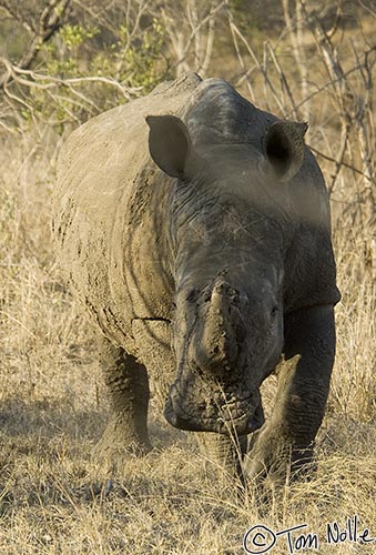 Africa_20081101_104936_964_2X.jpg - This isn't a serious charge from a white rhino; they're usually pretty tolerant.  It's still a bit of a thrill!  Londolozi Reserve, South Africa.