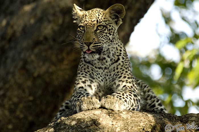 Africa_20081101_110456_026_2X.jpg - While these leopards aren't any real threat to you in a vehicle, they're very alert to every movement in their surroundings.  Londolozi Reserve, South Africa.