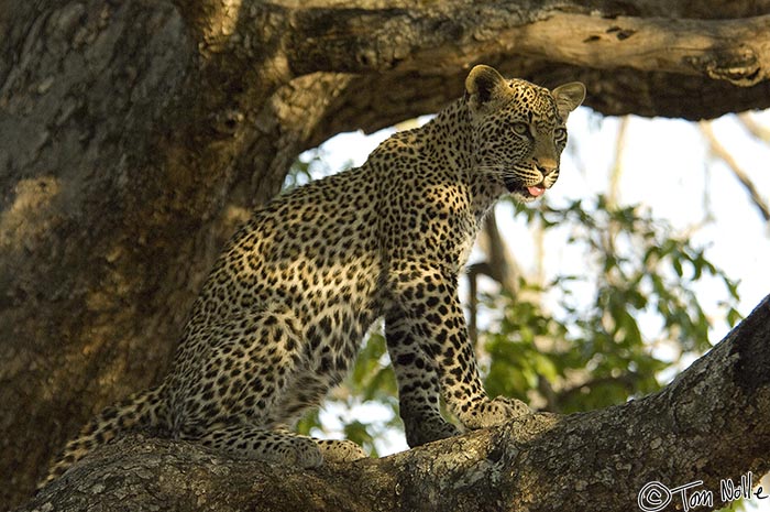 Africa_20081101_111728_069_2X.jpg - The leopard is pretty obviously deciding to move, or at least do a shift of position.  Londolozi Reserve, South Africa.