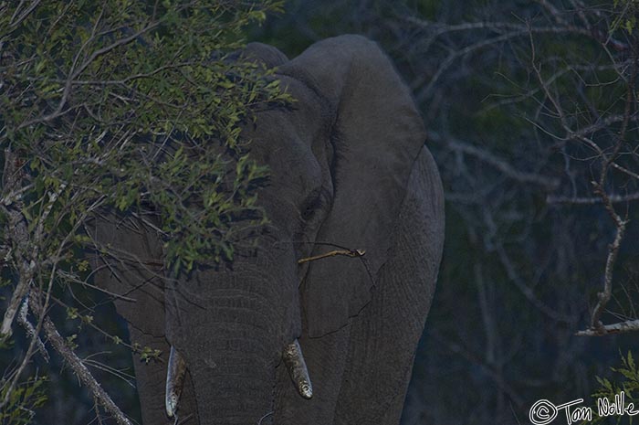Africa_20081101_120414_257_2X.jpg - This large elephant is a bit close given that it's getting pretty dark.  Londolozi Reserve, South Africa.