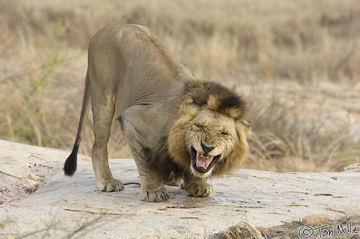 Africa_20081102_004848_441_2X.jpg - As the lion sniffs the scent mark of the female he reacts in what's called a Flehmen response.  Londolozi Reserve, South Africa.