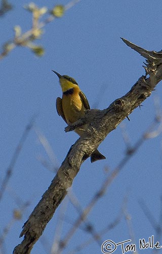 Africa_20081102_104552_695_2X.jpg - A little bee-eater watches for some targets as the daylight wanes in Londolozi Reserve, South Africa.