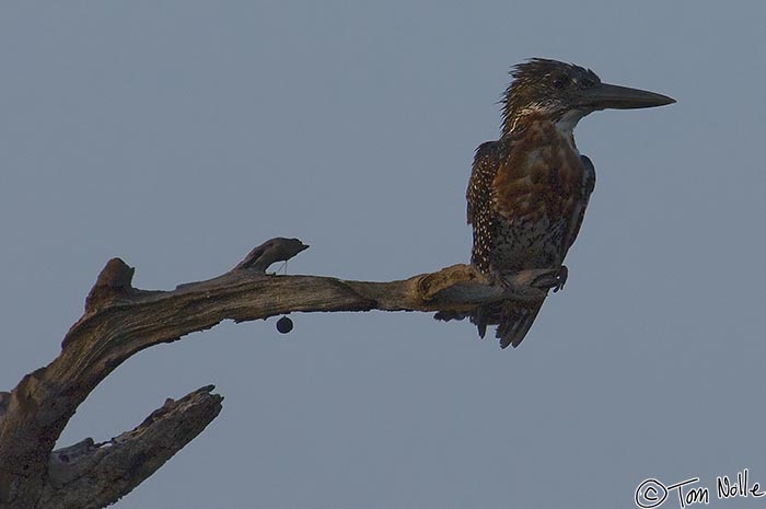 Africa_20081102_233456_886_2X.jpg - A giant kingfisher perches on a tree in Londolozi Reserve, South Africa.
