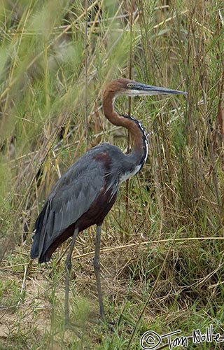 Africa_20081104_031418_940_2X.jpg - This is the world's largest heron, the (aptly named) goliath heron.  Londolozi Reserve, South Africa.
