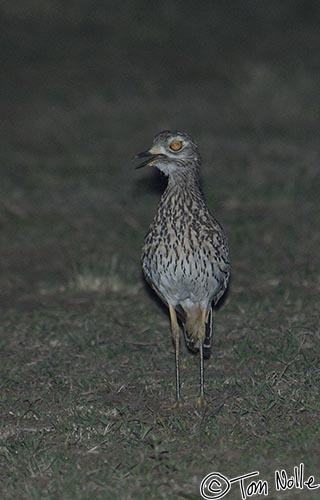 Africa_20081105_124746_762_2X.jpg - This spotted thick-knee is surprised to find flash photographers about.  Phinda Reserve, South Africa.