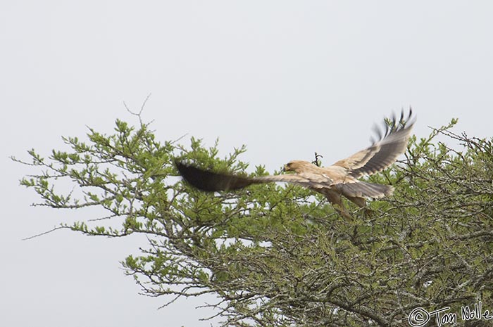 Africa_20081109_000152_940_2X.jpg - A tawny eagle takes off from a branch in Phinda Reserve, South Africa.