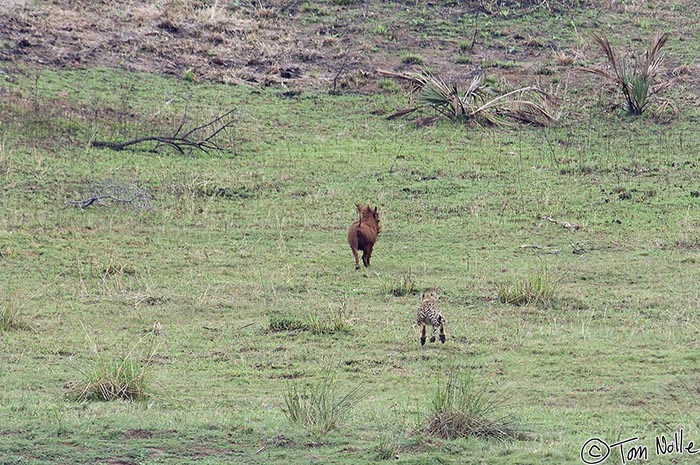 Africa_20081109_012210_139_2X.jpg - This cheetah cub is far too small to take on an adult wart hog, but it's just learing the rules of the chase and not making a serious try.  Phinda Reserve, South Africa.