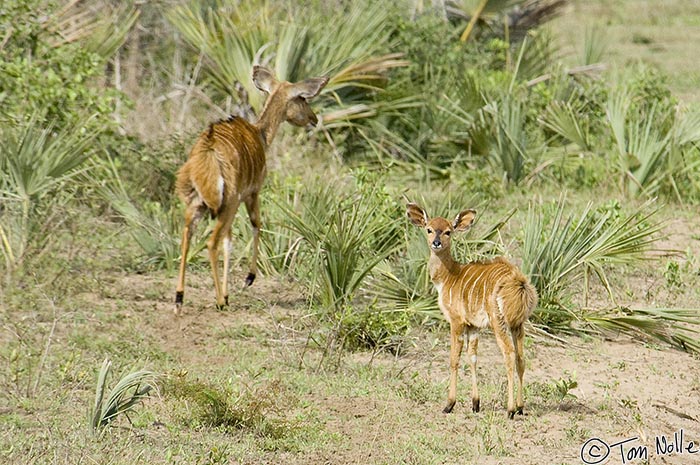 Africa_20081110_012034_391_2X.jpg - An nyala antelope and its calf.  Phinda Reserve, South Africa.