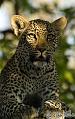 Africa_20081101_110220_991_2X