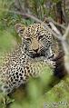 Africa_20081104_014000_622_2X