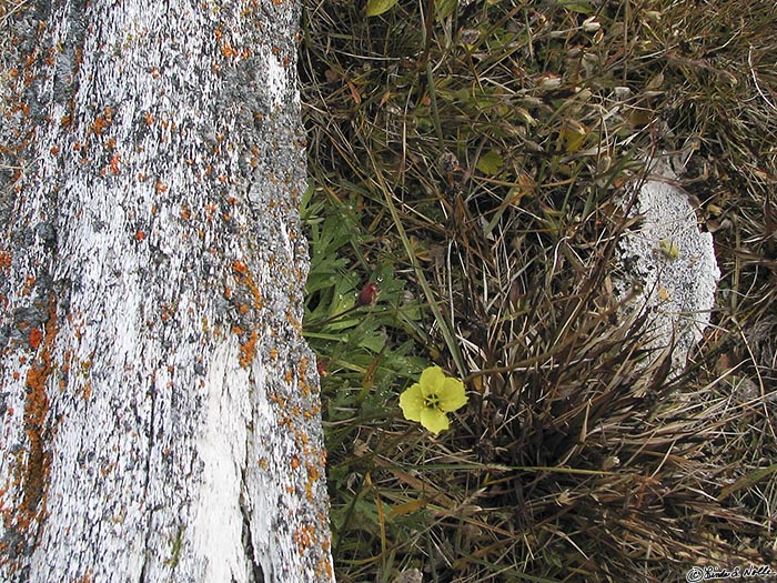 ArcticQ_20080827_162728_513_S.jpg - An arctic poppy grows in the shelter of a log on Devon Island, Canada