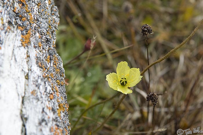 ArcticQ_20080827_162838_700_20.jpg - This flower is blooming late, when snowfall is already threatening.  Radstock Bay, Devon Island, Nunavut, Canada.