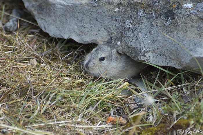 ArcticQ_20080827_164128_694_2X.jpg - Lemmings are at the bottom of the food chain, so boldness isn't bred into the gene pool.  Radstock Bay, Devon Island, Nunavut, Canada.