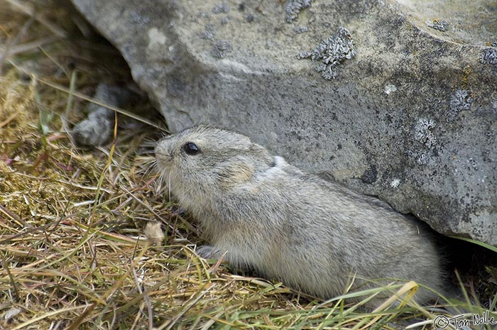 ArcticQ_20080827_164308_736_2X.jpg - Even if everyone is quiet and still, lemmings don't stray far from their hiding areas.  Radstock Bay, Devon Island, Nunavut, Canada.