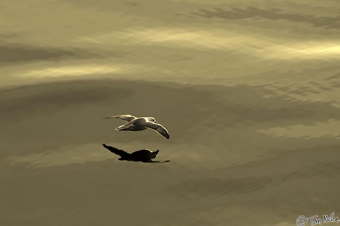 ArcticQ_20080828_060146_815_2X.jpg - A fulmar glides over the calm water of Dundas Harbor, Devon Island, Nunavut, Canada.