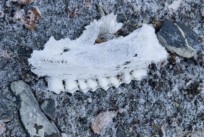ArcticQ_20080901_101210_341_20.jpg - A portion of a jawbone on the frosty tundra of Fort Conger, Ellesmere Island, Canada.