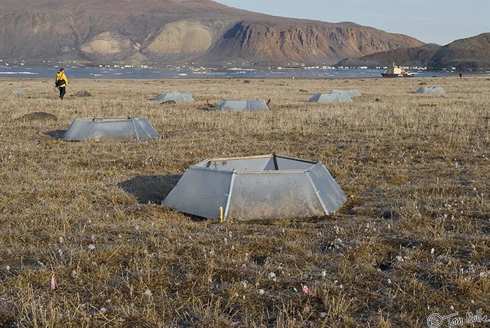 ArcticQ_20080903_094534_956_20.jpg - Researchers are studying tundra growth here in Alexander Bay, Bache Peninsula Ellesmere Island, Nunavut, Canada.