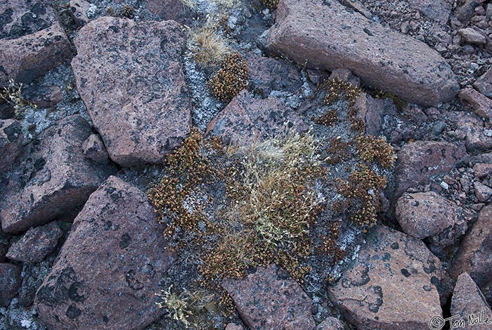 ArcticQ_20080903_172340_132_20.jpg - Lichen and small plants were about the only food available to Greeley and his men on Pim Island, Nunavut, Canada.