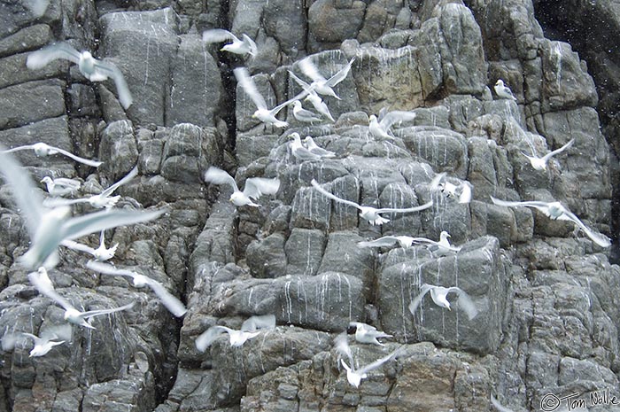 ArcticQ_20080904_092000_630_2X.jpg - Gulls explode off their nests as we approach.  Coburg Island, east of Devon Island Nunavut, Canada.