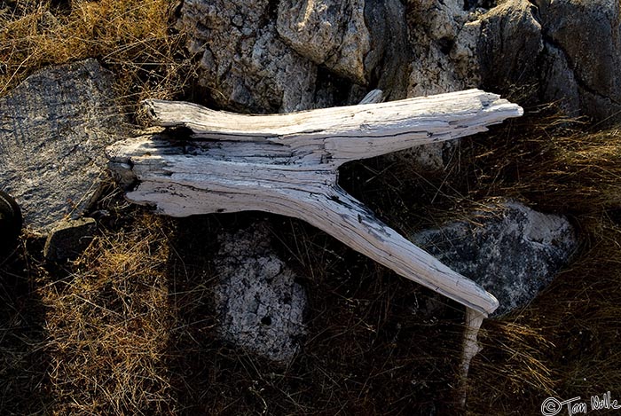 ArcticQ_20080908_180446_729_20.jpg - A piece of driftwood amid the rocks and grass of Kekerten, Baffin Island, Canada.
