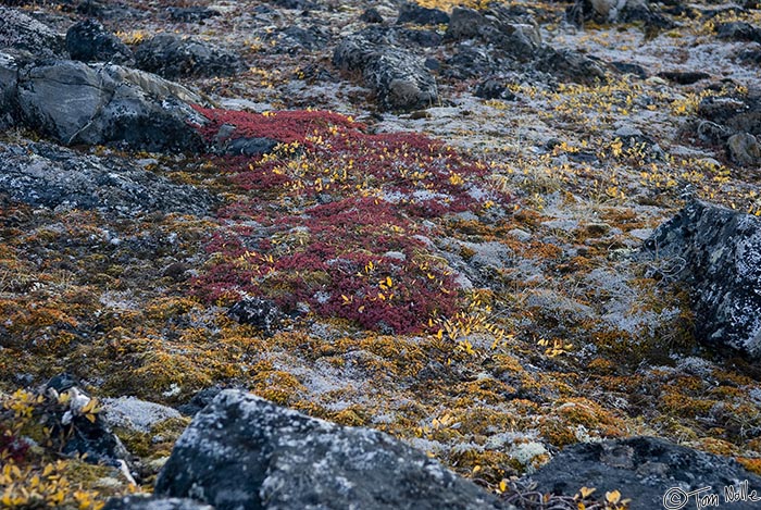 ArcticQ_20080908_185028_782_20.jpg - Fall color comes early in the Arctic.  Kekerten, Baffin Island, Canada.