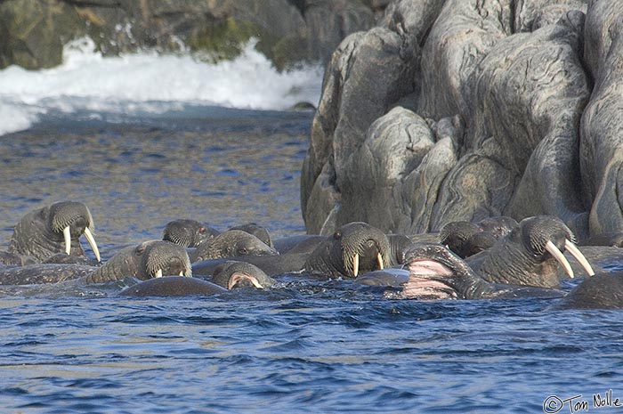 ArcticQ_20080909_105326_634_2X.jpg - A group of large walrus gambol about in the water just off a rocky point of Lady Franklin Island near Baffin Island, Canada.
