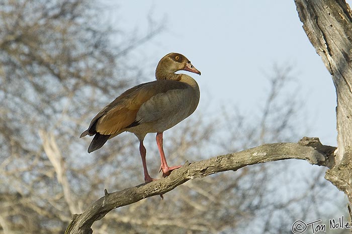 Africa_20081101_103930_934_2X.jpg - You don't normally find any kind of goose or duck in a tree, but this egyptian goose was there for sure.  Londolozi Reserve, South Africa.