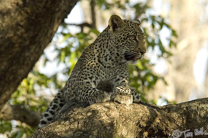 Africa_20081101_110204_983_2X.jpg - Londolozi is famous for its leopards, and this one is in a classic pose in a nice big tree.  Londolozi Reserve, South Africa.